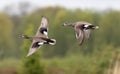 Selective focus shot of two Northern pintails in flight Royalty Free Stock Photo