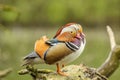 Selective focus shot of two orange mandarin ducks perched on a rock Royalty Free Stock Photo