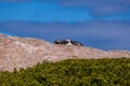 Selective focus shot of two penguins laying on a rock in Cape of Good Hope, Cape Town Royalty Free Stock Photo