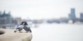 Selective focus shot of two pigeons kissing Royalty Free Stock Photo