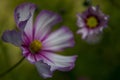 Selective focus shot of two pink and white Garden Cosmos flowers on a blurred background Royalty Free Stock Photo