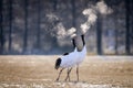 Selective focus shot of two red-crowned cranes breathing in a cold field in Kushiro, Hokkaido Royalty Free Stock Photo