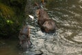 A selective focus shot of two sea otters eating fish in the lake Royalty Free Stock Photo
