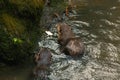 A selective focus shot of two sea otters eating fish in the lake Royalty Free Stock Photo