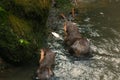 A selective focus shot of two sea otters eating fish in the lake Royalty Free Stock Photo