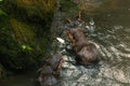 A selective focus shot of two sea otters eating fish in the lake Royalty Free Stock Photo