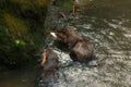 A selective focus shot of two sea otters eating fish in the lake Royalty Free Stock Photo