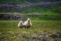 Selective focus shot of two sheep standing on a grassy field  - great for background Royalty Free Stock Photo