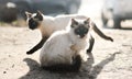 Selective focus shot of two Siamese cats playing outdoors Royalty Free Stock Photo