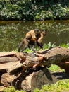 Selective focus shot of two tufted capuchins on a log Royalty Free Stock Photo