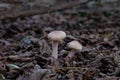 Selective focus shot of two wild mushrooms grow in the forest ground Royalty Free Stock Photo