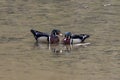 Selective focus shot of two Wood ducks (Aix sponsa) swimming in a small pond Royalty Free Stock Photo