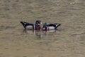 Selective focus shot of two Wood ducks (Aix sponsa) swimming in a small pond Royalty Free Stock Photo