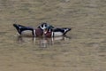 Selective focus shot of two Wood ducks (Aix sponsa) swimming in a small pond Royalty Free Stock Photo