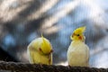 Selective focus shot of two yellow cockatiels (nymphicus hollandicus)