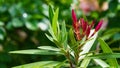 Selective focus shot of unbloomed exotic red flowers with a blurry background Royalty Free Stock Photo