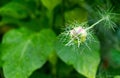 Selective focus shot of an unbloomed flower with thorns on surrounded by blurred leaves Royalty Free Stock Photo