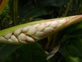 Selective focus shot of an unbloomed Galangal flower Royalty Free Stock Photo