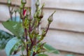 Selective focus shot of unbloomed red rose buds Royalty Free Stock Photo