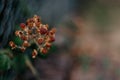 Selective focus shot of unripe blackberry branch on blurred bokeh background Royalty Free Stock Photo