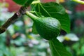 Selective focus shot of an unripe fig growing on the tree with blurry background Royalty Free Stock Photo