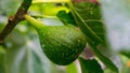 Selective focus shot of an unripe fig growing on the tree with blurry background Royalty Free Stock Photo