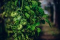 Selective focus shot of unripe tomatoes on a branch Royalty Free Stock Photo