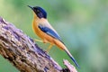 Selective focus shot of a vibrant Rufous Sibia bird perched on a tree branch