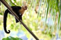 Selective focus shot of a vigilant Capuchin monkey on a palm branch Royalty Free Stock Photo