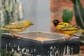 Selective focus shot of Village Weavers eating worms perched on a container in the zoo Royalty Free Stock Photo