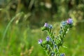 Selective focus shot of Viper\'s-bugloss flowers growing in the field Royalty Free Stock Photo