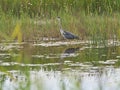 Selective focus shot of a wading heron in his natural habitat Royalty Free Stock Photo