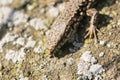 Selective focus shot of a wall lizard on a stony surface Royalty Free Stock Photo