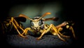 Selective focus shot of a wasp ready to fight on blurred background