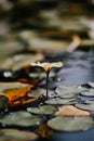 Selective focus shot of a water lil growing in the Botanical garden Anastasie Fatu, Iasi, Romania