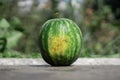 Selective focus shot of a watermelon on the ground