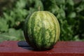 Selective focus shot of a watermelon on a wooden bench