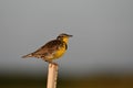 Selective focus shot of western meadowlark (Sturnella neglecta) perched on a fence post Royalty Free Stock Photo