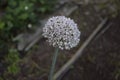 Selective focus shot of a white allium flower growing in the garden Royalty Free Stock Photo