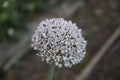 Selective focus shot of a white allium flower growing in the garden Royalty Free Stock Photo