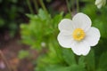 Selective focus shot of white anemone flowers in Halifax public garden on a sunny summer day Royalty Free Stock Photo