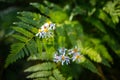 Selective focus shot of white Asteroideae flowers by green ferns Royalty Free Stock Photo
