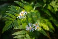 Selective focus shot of white Asteroideae flowers by green ferns