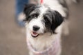 Selective focus shot of white and black Havanese dog
