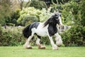 Selective focus shot of white and black shire horse in a green field