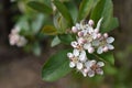 Selective focus shot of white blossoms on purple chokeberry tree - floral wallpaper