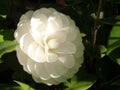 Selective focus shot of a white camelia flower growing in the garden