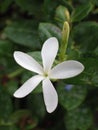 Selective focus shot of white carissa grandiflora bloom