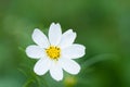 Selective focus shot of white cosmeya flower on blur green backgroun Royalty Free Stock Photo