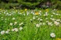 Selective focus shot of the white Daisy flowers blooming in the field Royalty Free Stock Photo